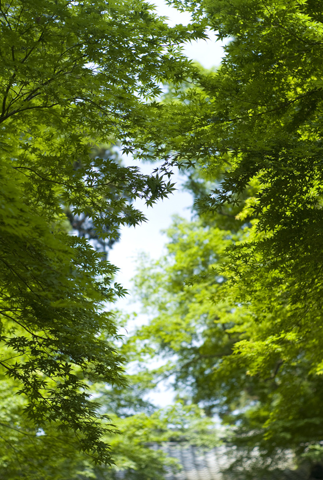 momiji leaves in beautiful green